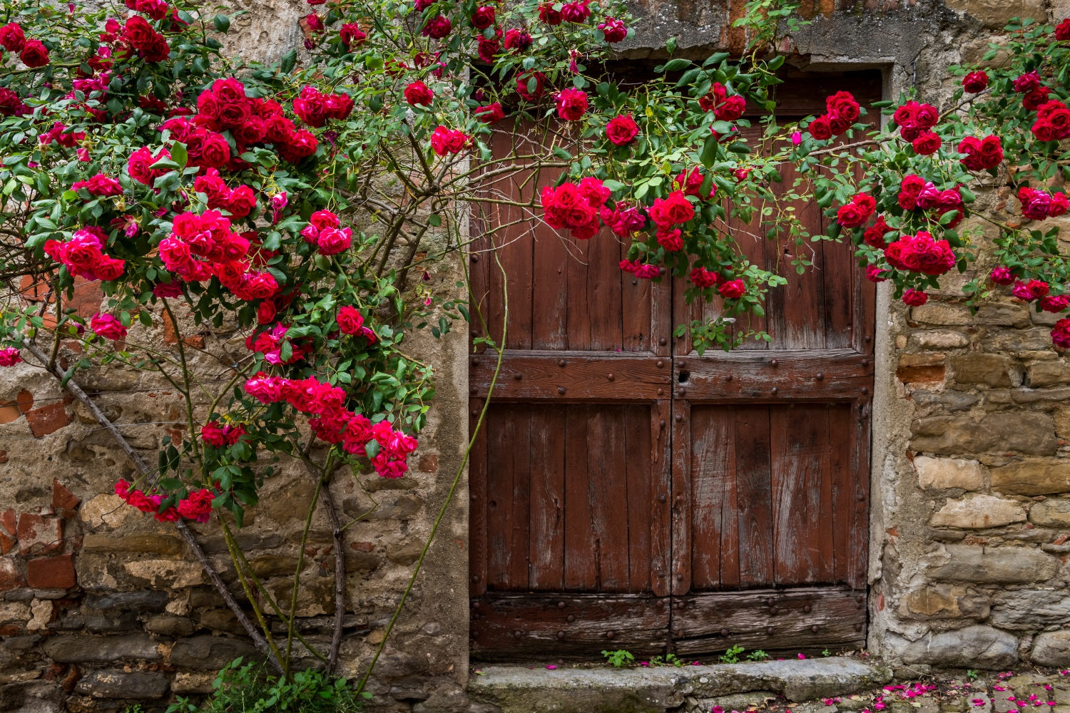 Flower Backdrops Timeworn Red Door Roses Backdrop UK BRP1-518