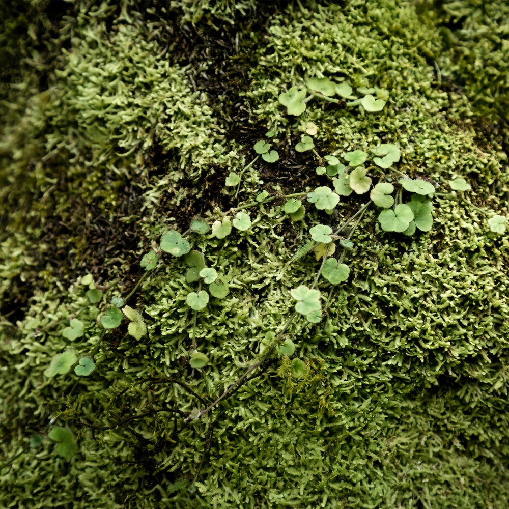 Photography Floor Backdrops Vibrant Green Moss Floor Backdrop UK BRP1-528