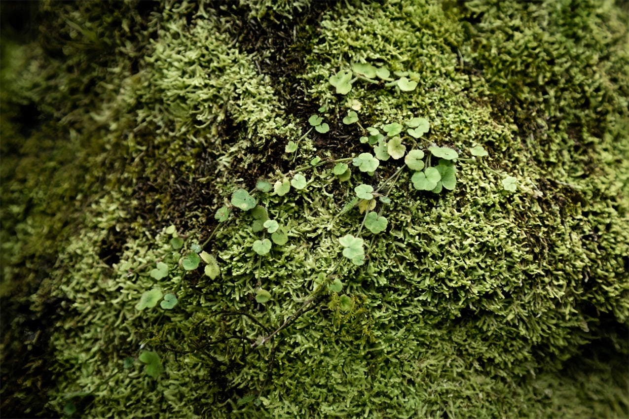 Photography Floor Backdrops Vibrant Green Moss Floor Backdrop UK BRP1-528