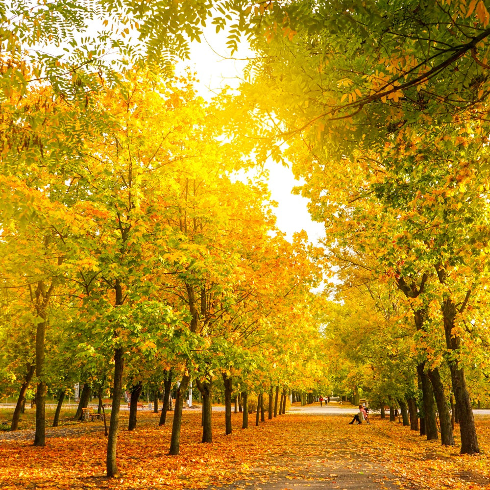 Fall Leaves Background Autumn Trees Golden Backdrop UK BRP10-234