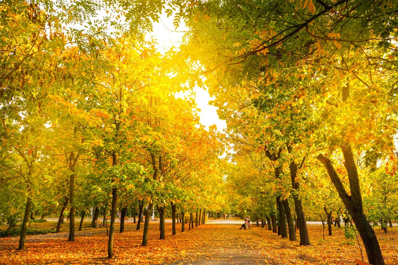 Fall Leaves Background Autumn Trees Golden Backdrop UK BRP10-234