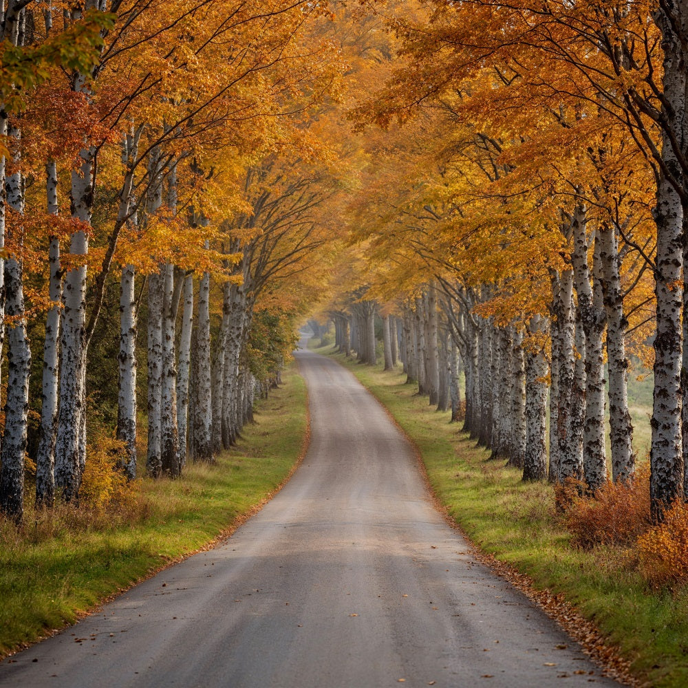 Fall Photo Backdrop Birch Tree Pathway Scene Backdrop UK BRP10-237