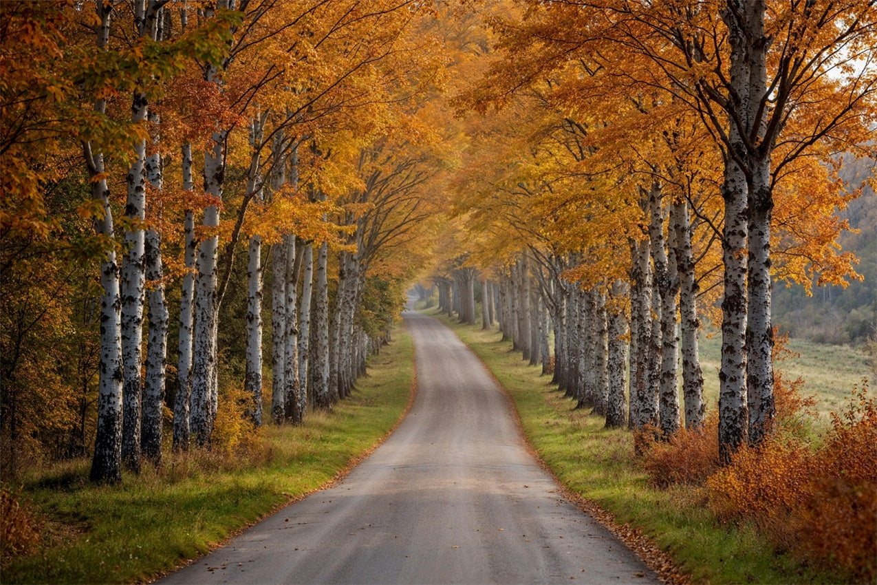 Fall Photo Backdrop Birch Tree Pathway Scene Backdrop UK BRP10-237