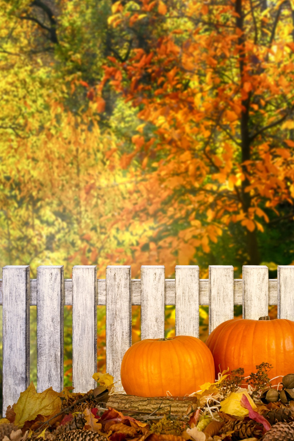 Fall Picture Backdrops Rustic Fence Pumpkins Backdrop UK BRP10-266