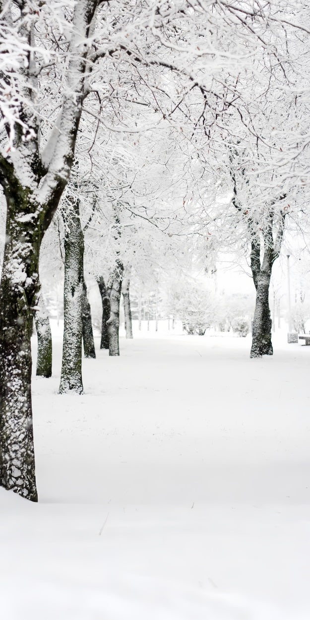 Winter Wonderland Sweep Park Frosted Trees Backdrop UK BRP10-518