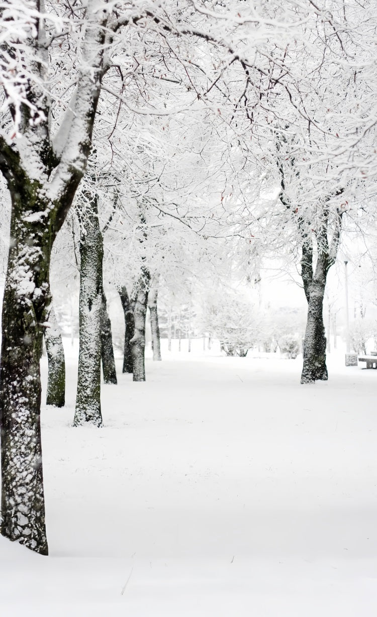 Winter Wonderland Sweep Park Frosted Trees Backdrop UK BRP10-518