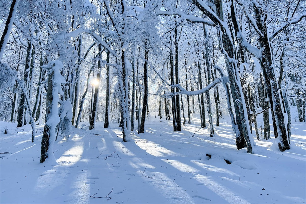 Winter Backdrops For Sale Snowy Woods Gentle Light Backdrop UK BRP11-13