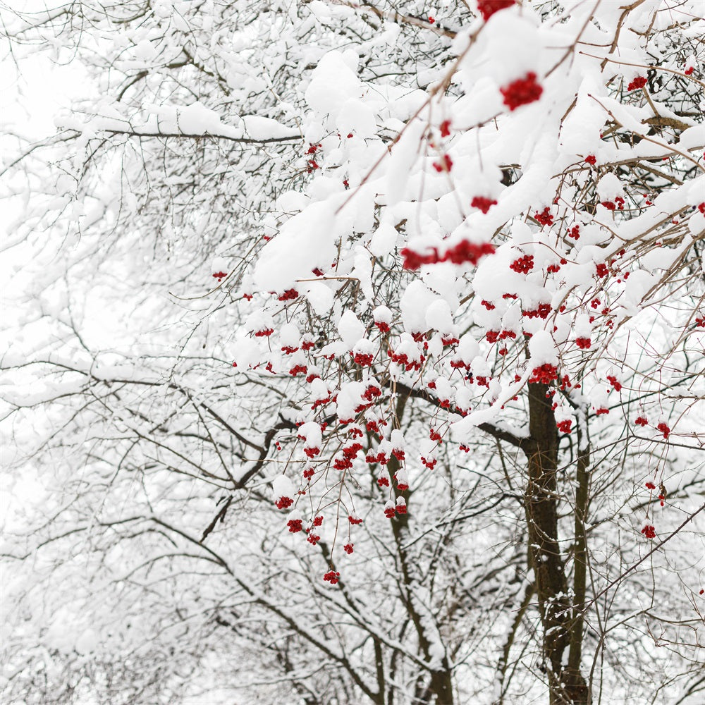 Winter Backdrops Photos Vibrant Red Berries Snow Backdrop UK BRP11-20