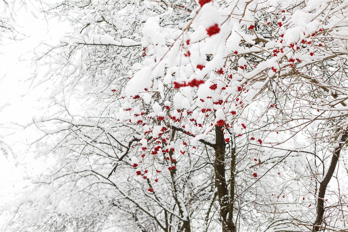 Winter Backdrops Photos Vibrant Red Berries Snow Backdrop UK BRP11-20