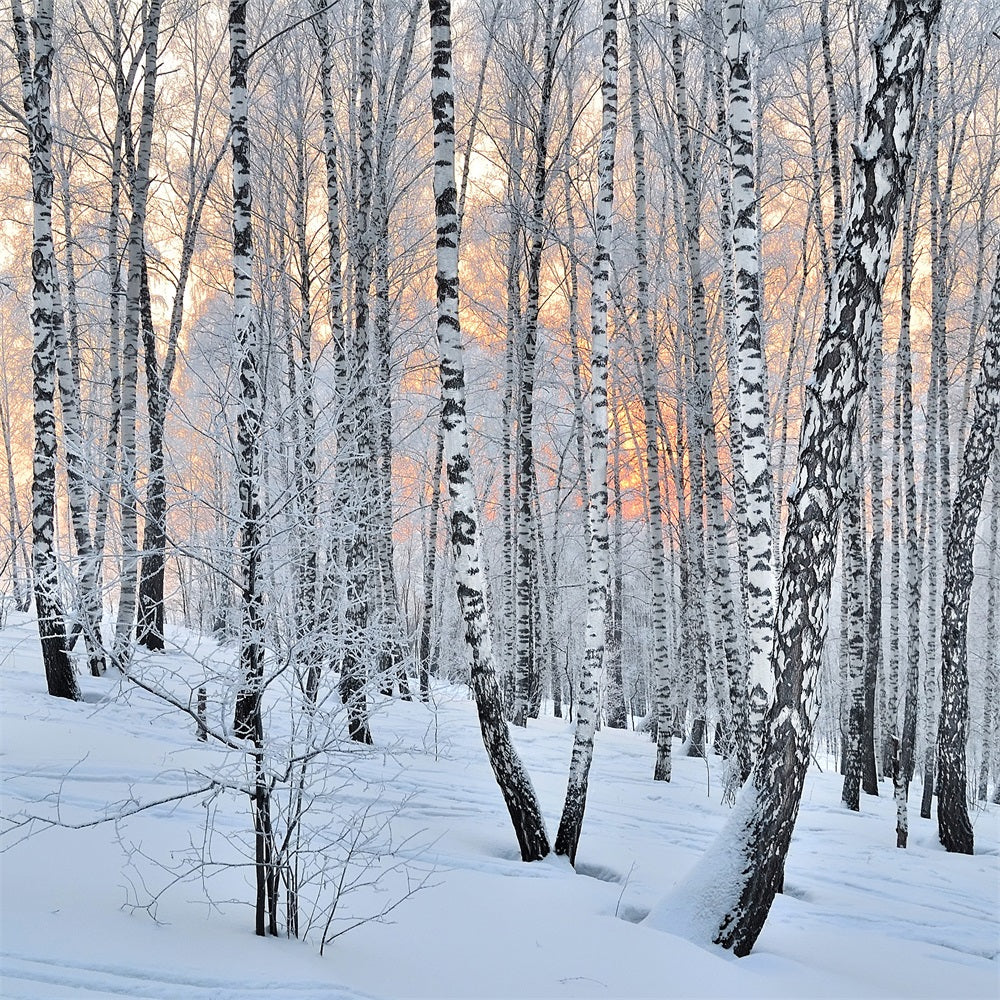 Winter Photo Backdrop Peaceful Dusk Birch Forest Backdrop UK BRP11-27