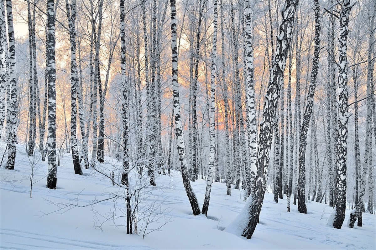 Winter Photo Backdrop Peaceful Dusk Birch Forest Backdrop UK BRP11-27