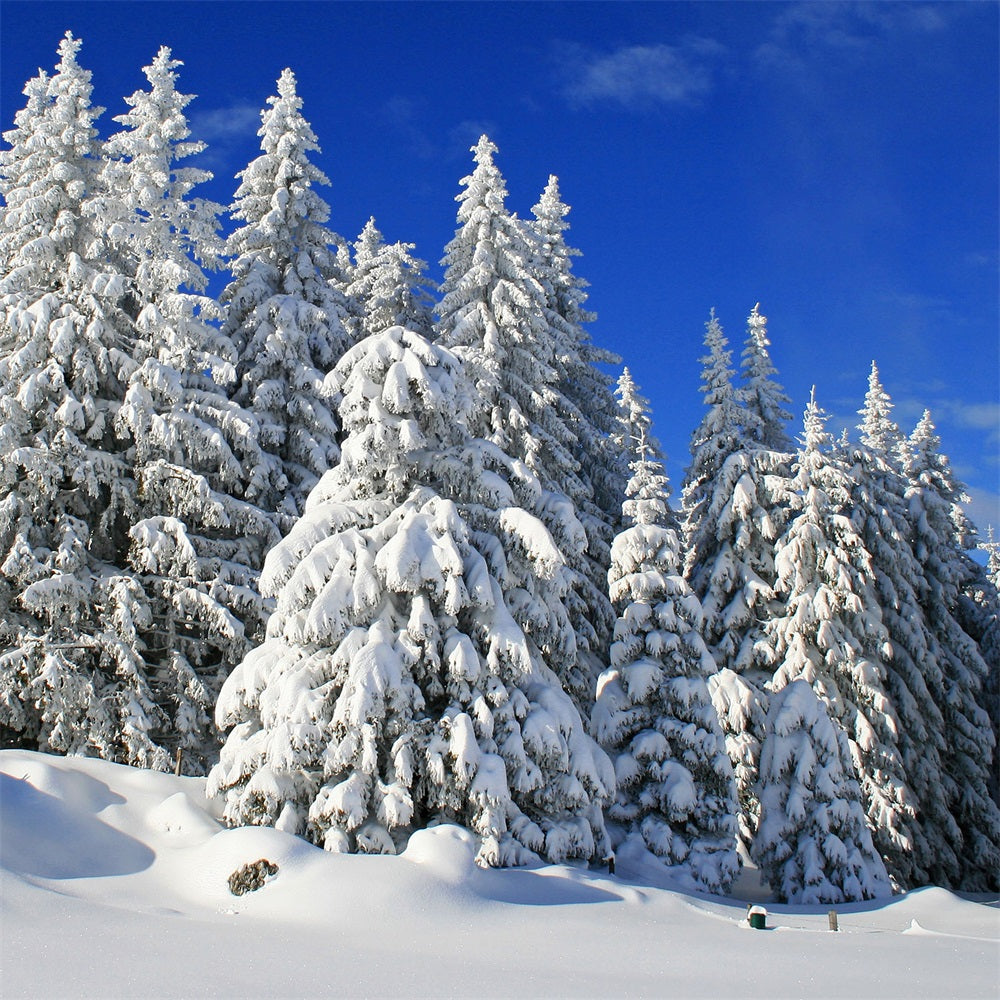 Winter Backdrop Frosted Trees Vibrant Sky Backdrop UK BRP11-3