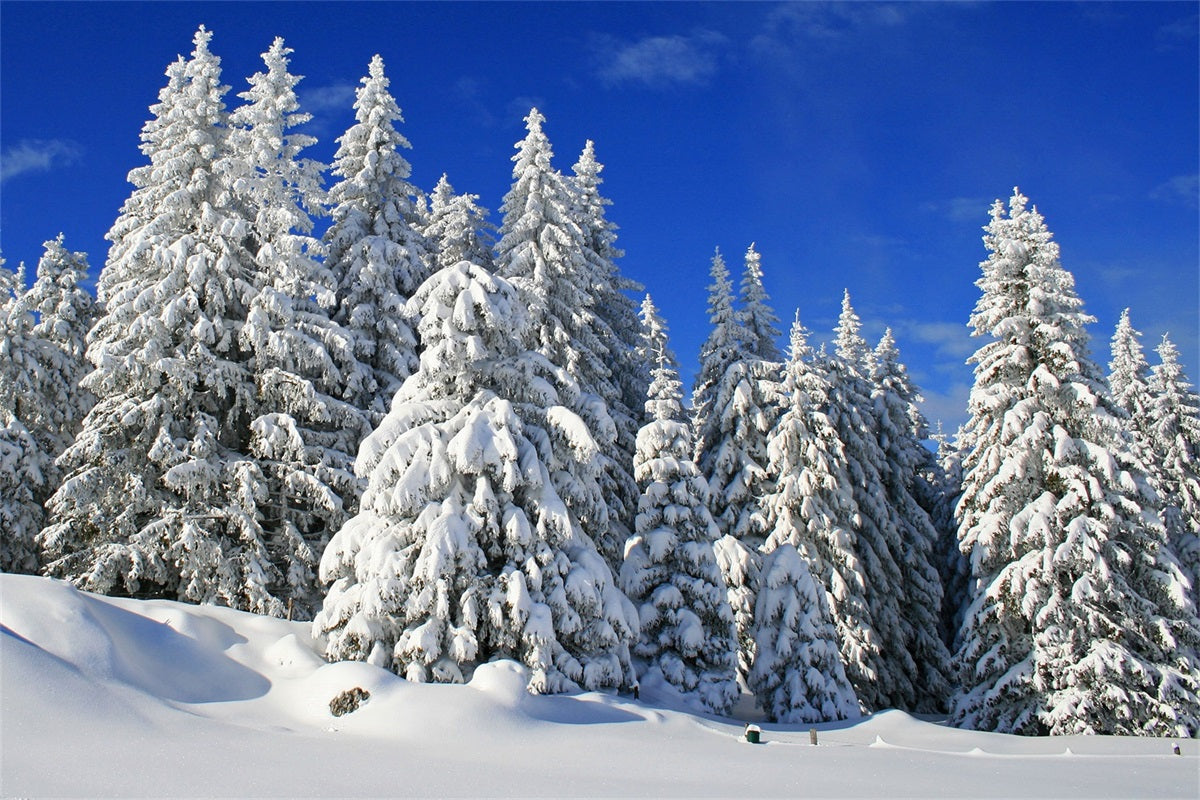 Winter Backdrop Frosted Trees Vibrant Sky Backdrop UK BRP11-3