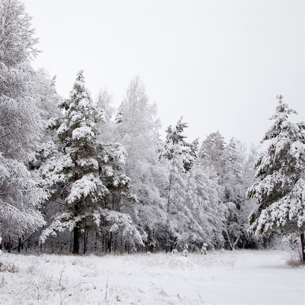 Winter Backdrops Snowy Landscape Icy Branches Backdrop UK BRP11-4