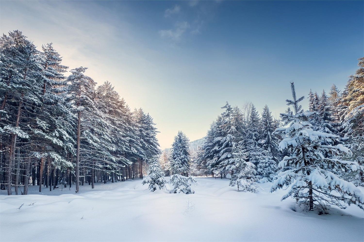 Winter Woods Backdrop Serene Pine Landscape Backdrop UK BRP11-490