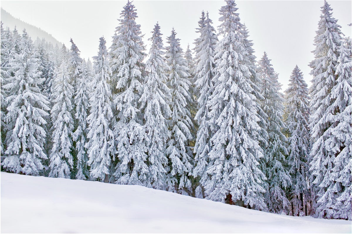 Winter Wonderland Photo Backdrop Snow-Covered Backdrop UK BRP11-5