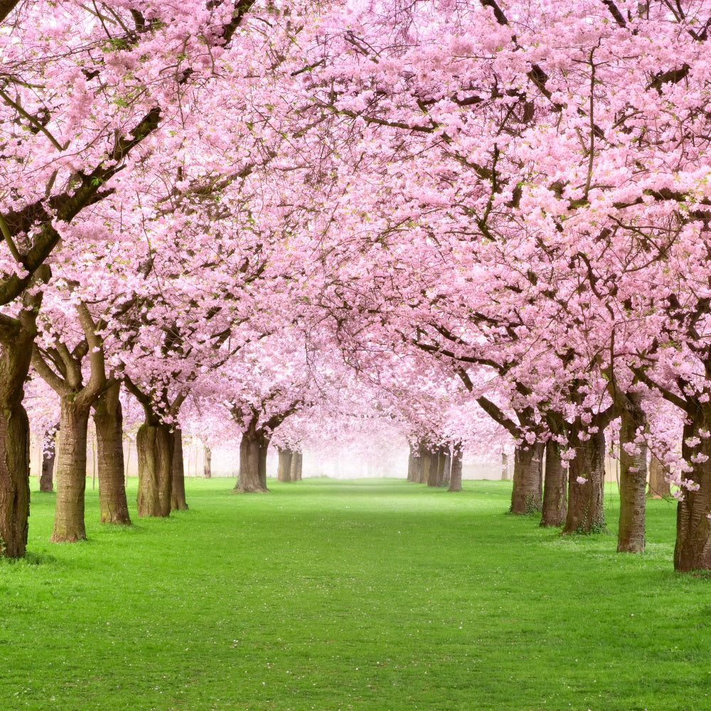 Photography Spring Backdrops Cherry Blossom Pathway Scenic UK Backdrop BRP11-514