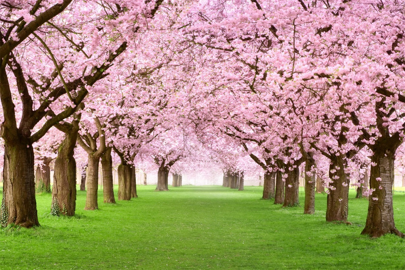 Photography Spring Backdrops Cherry Blossom Pathway Scenic UK Backdrop BRP11-514