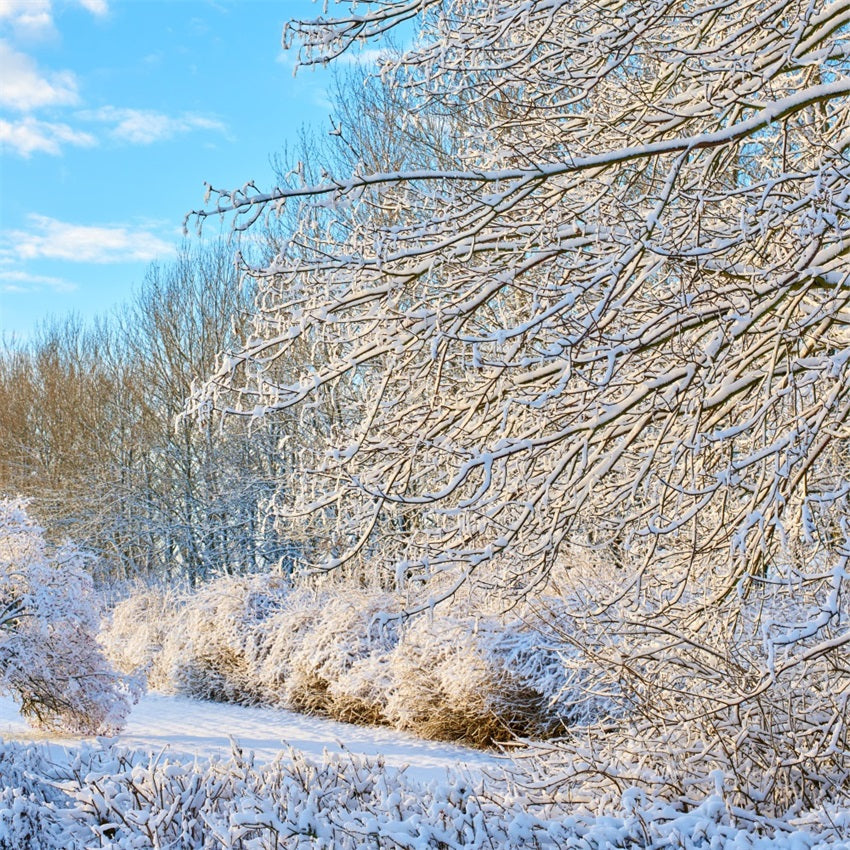 Winter Backdrop Frosty Branches Bright Sky Backdrop UK BRP11-68