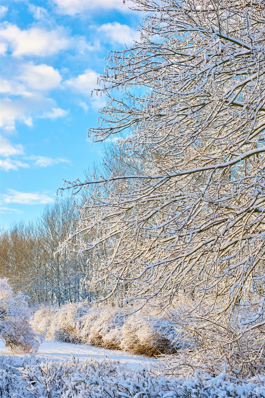 Winter Backdrop Frosty Branches Bright Sky Backdrop UK BRP11-68