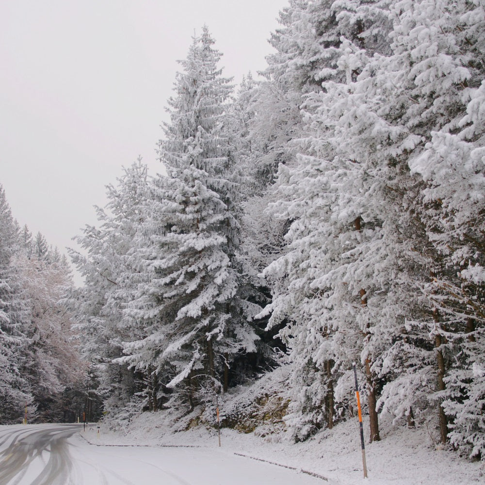 Winter Wonderland Backdrops Pathway Snow-Capped Pines Backdrop UK BRP11-69