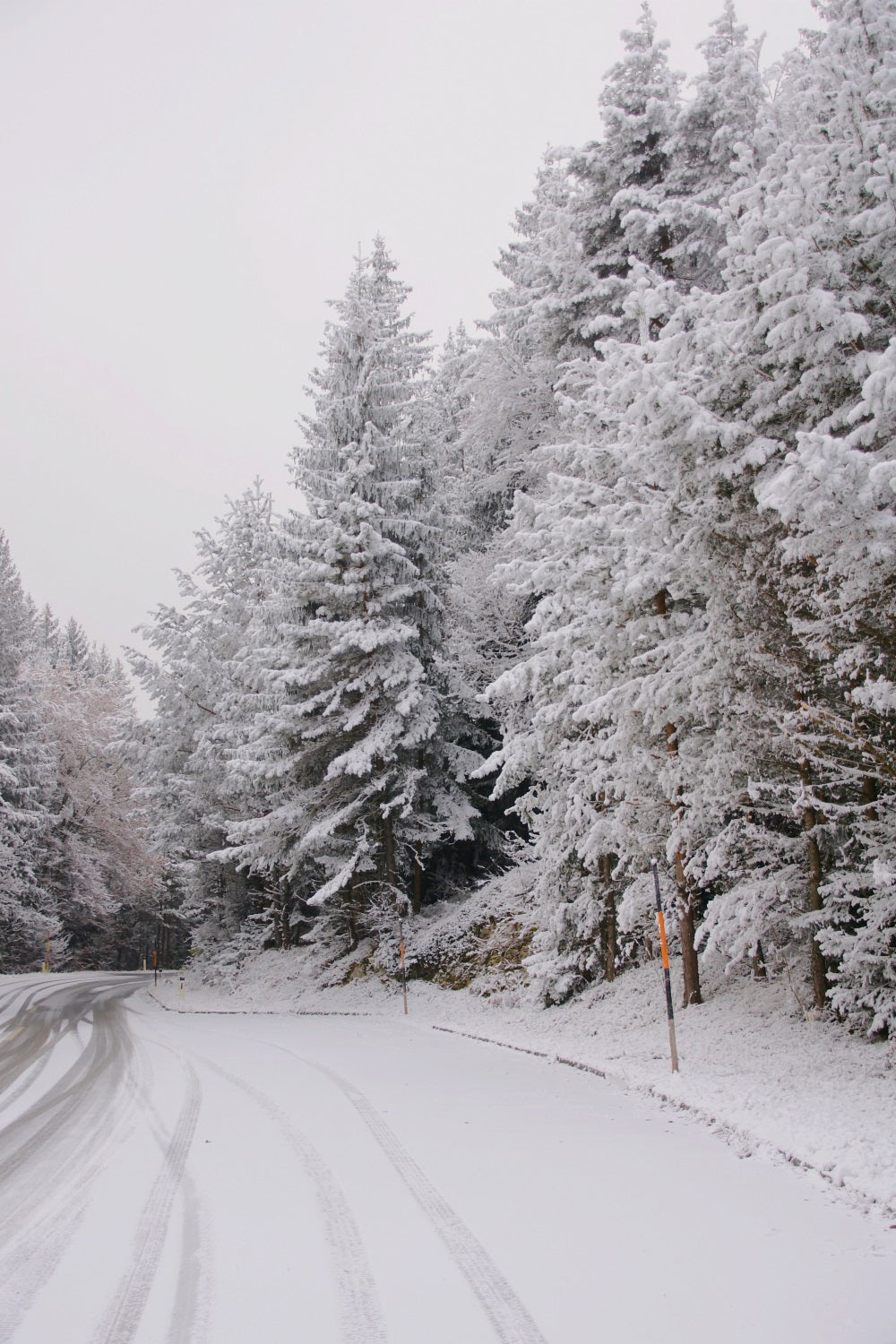 Winter Wonderland Backdrops Pathway Snow-Capped Pines Backdrop UK BRP11-69