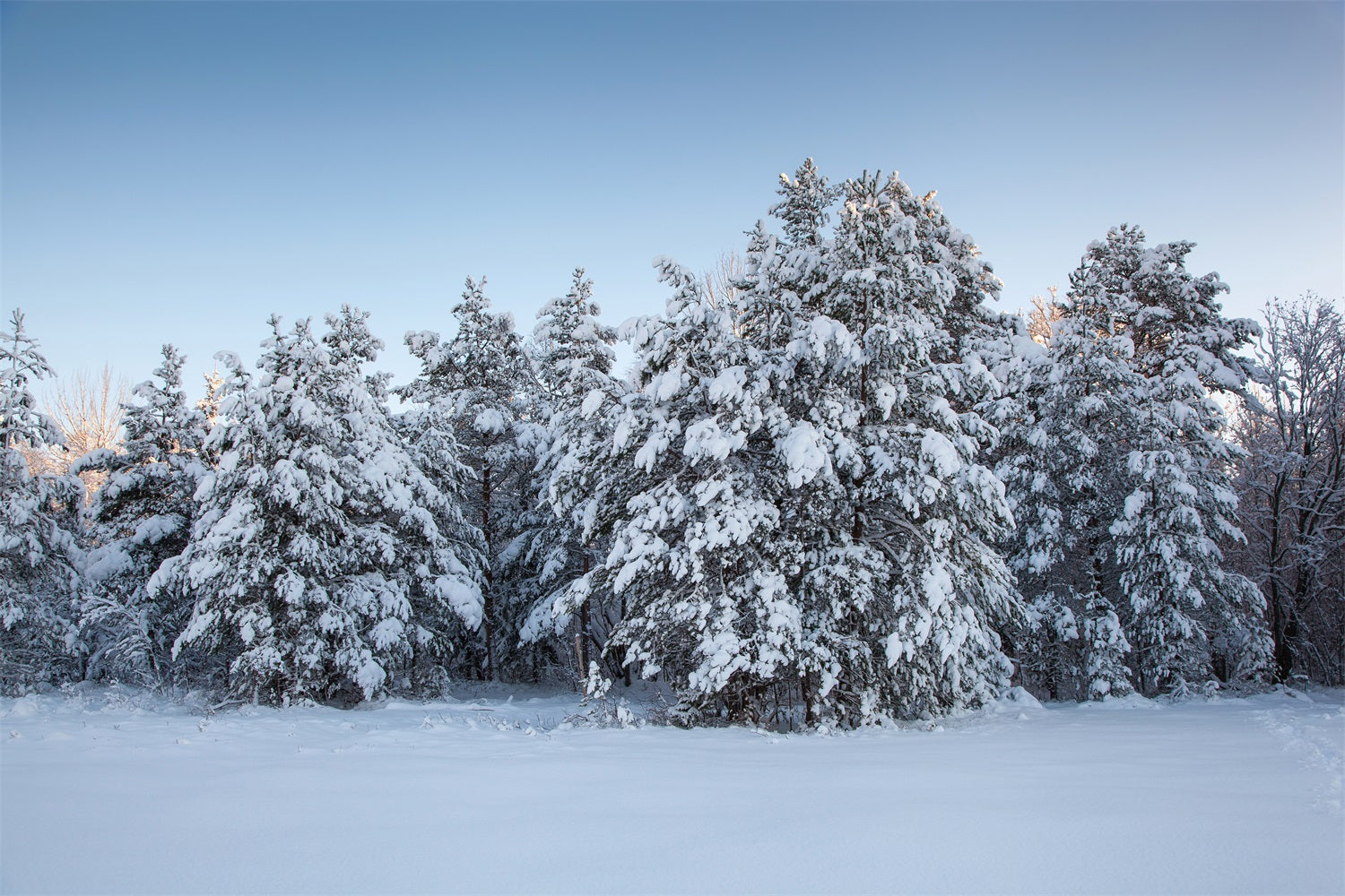 Winter Photo Backdrops Evergreen Trees Snow Backdrop UK BRP11-9