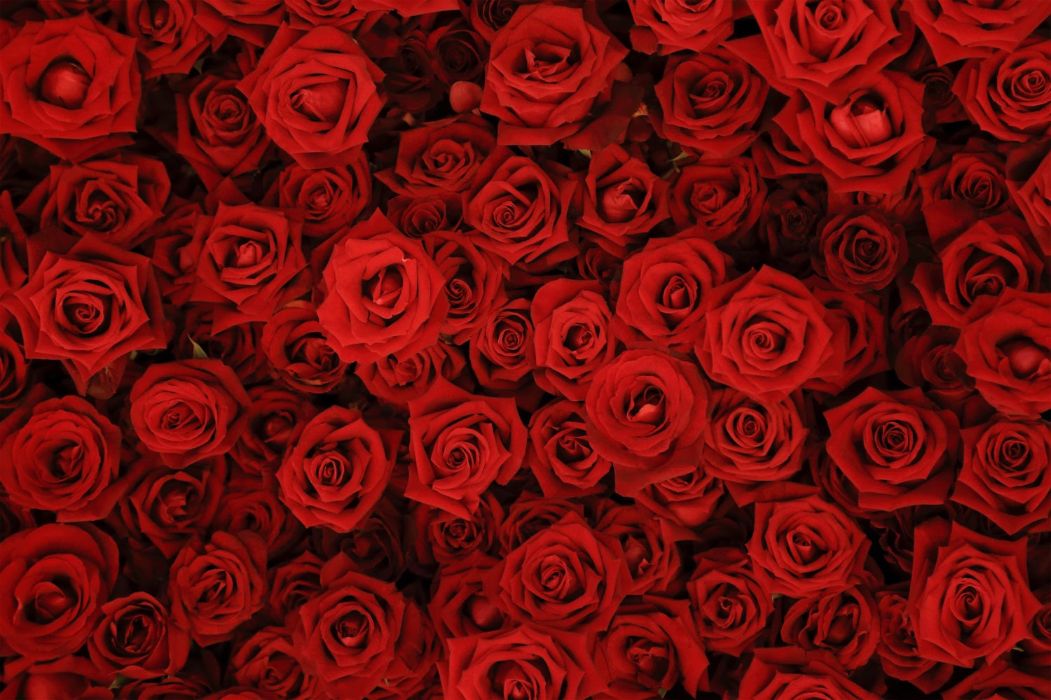 Backdrop Weddings Red Rose Floral Wall Backdrop UK BRP12-384