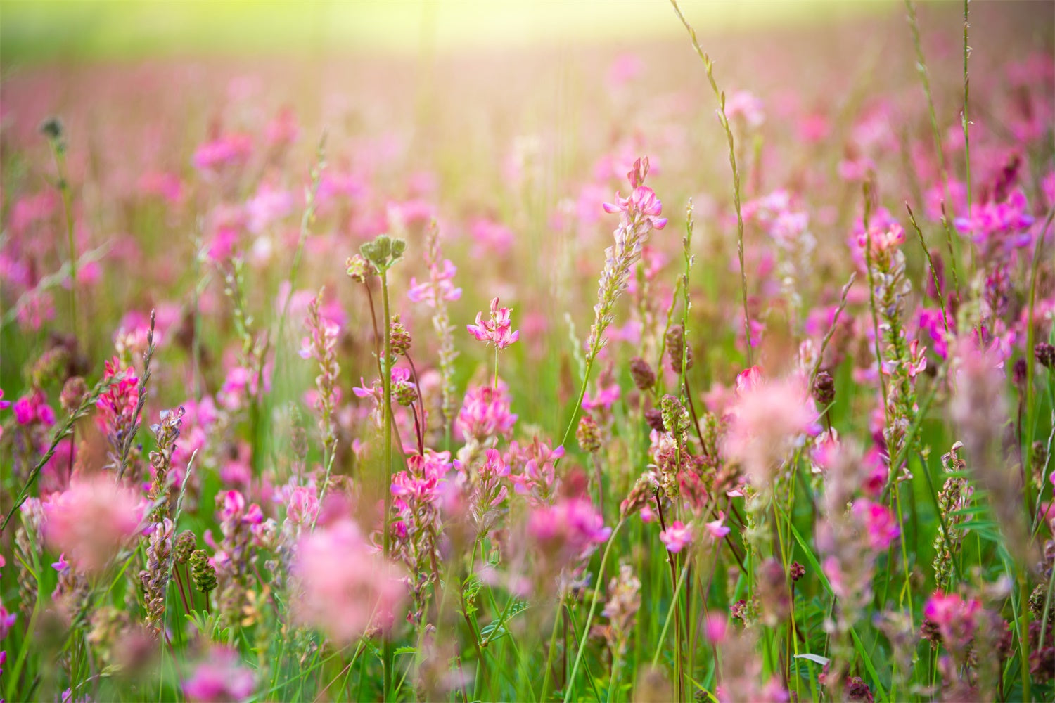 Backdrop Floral Romantic Pink Blossom Meadow Backdrop UK BRP12-569