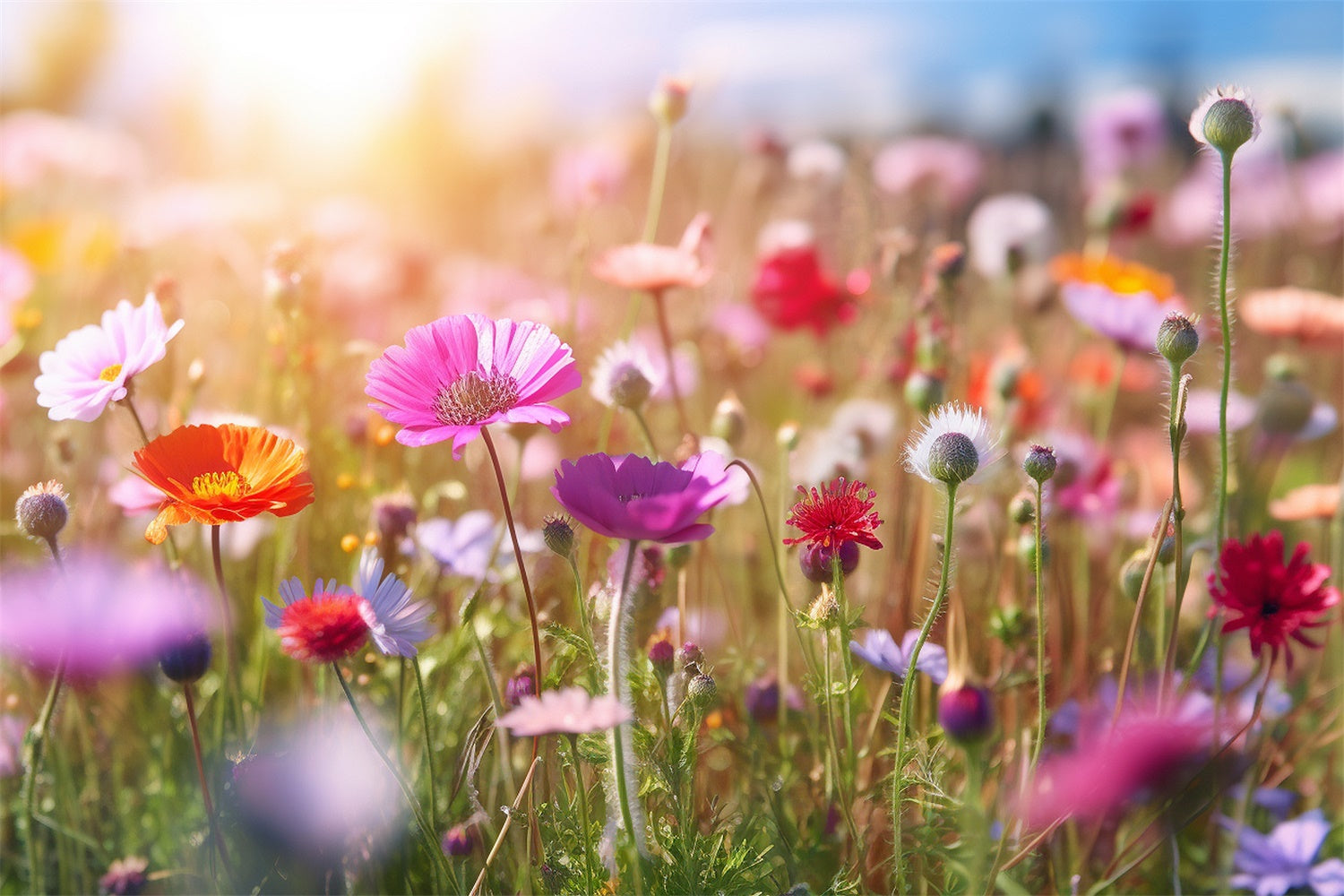 Flowers For Backdrops Enchanted Wildflower Meadow Sunshine Backdrop UK BRP12-570