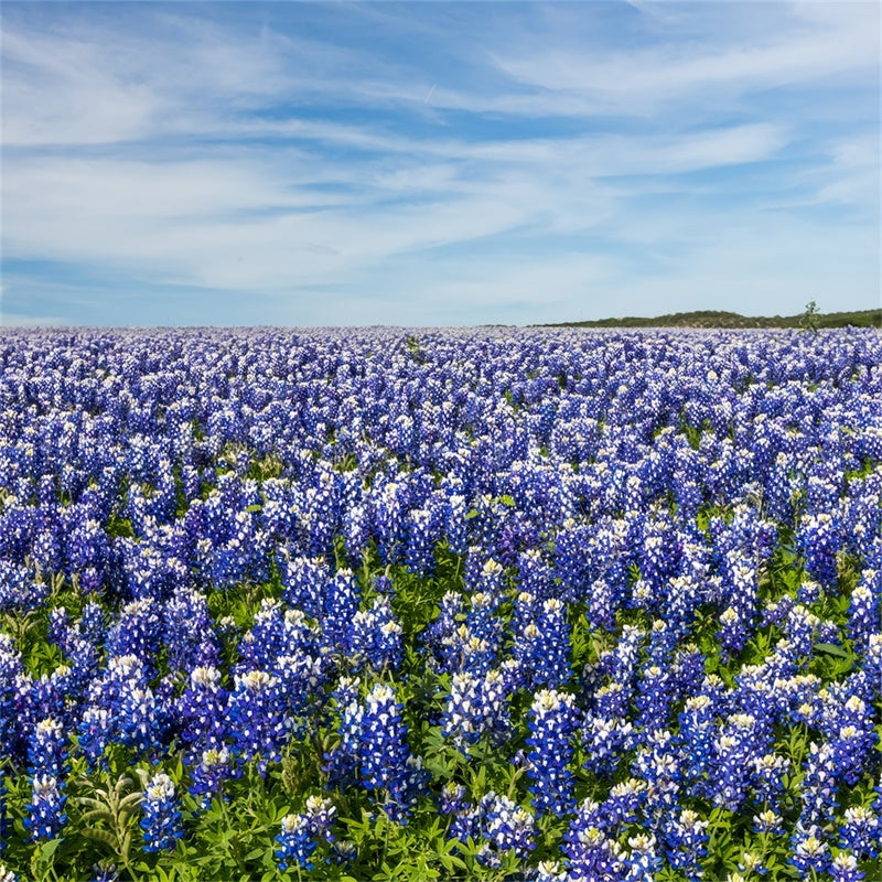 Floral Photography Backdrop Wildflower Meadow Blue Sky Backdrop UK BRP2-94