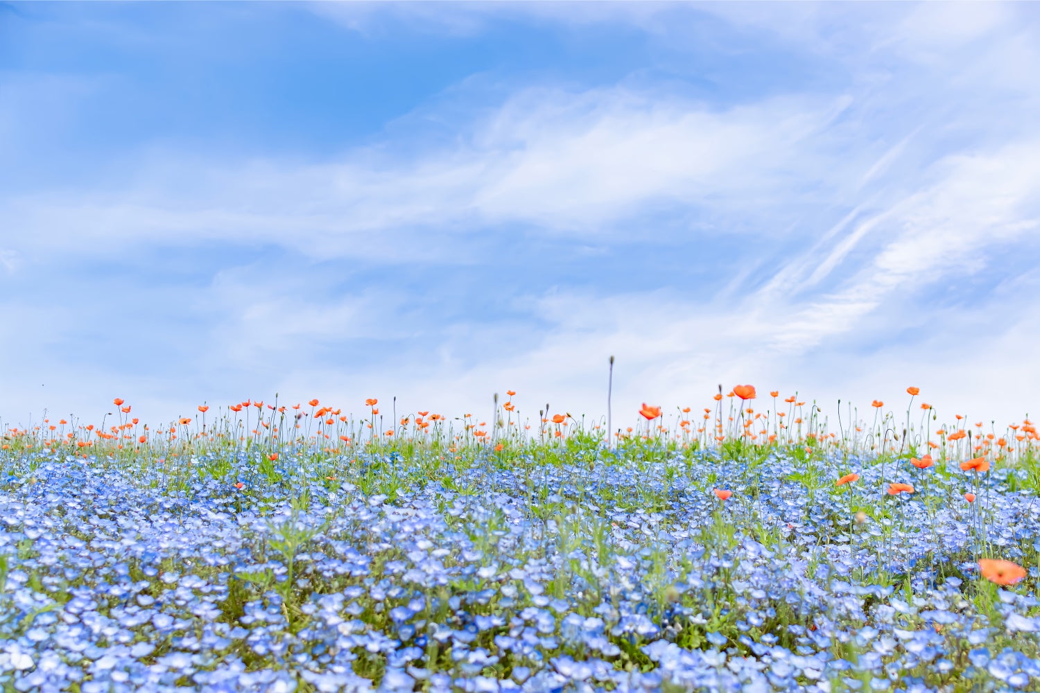 Floral Backdrops For Photography Blue Wildflower Field Sky Backdrop UK BRP2-95