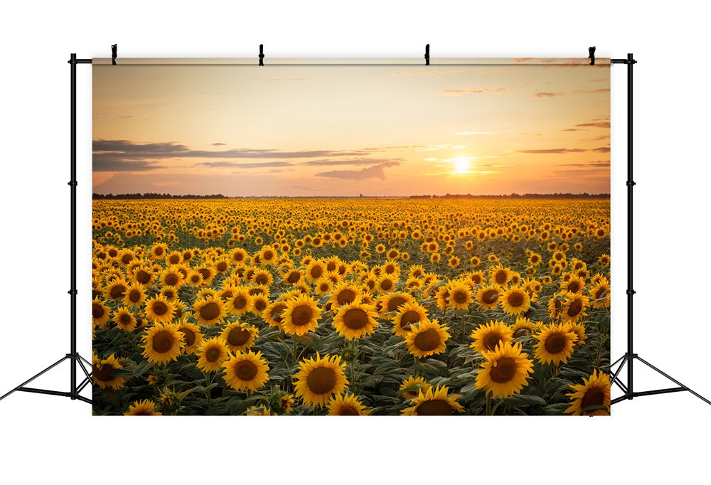 Autumn Sunflower Sunset Photography Backdrop UK BRP7-118