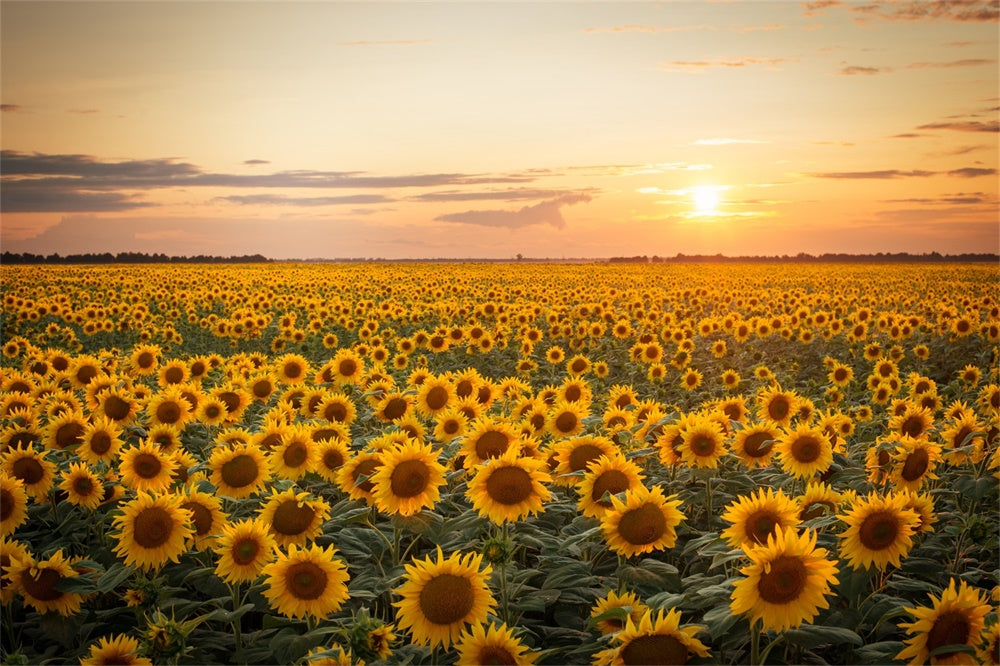 Autumn Sunflower Sunset Photography Backdrop UK BRP7-118