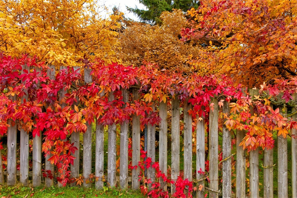 Autumn Fence with Colorful Leaves Backdrop UK BRP7-200