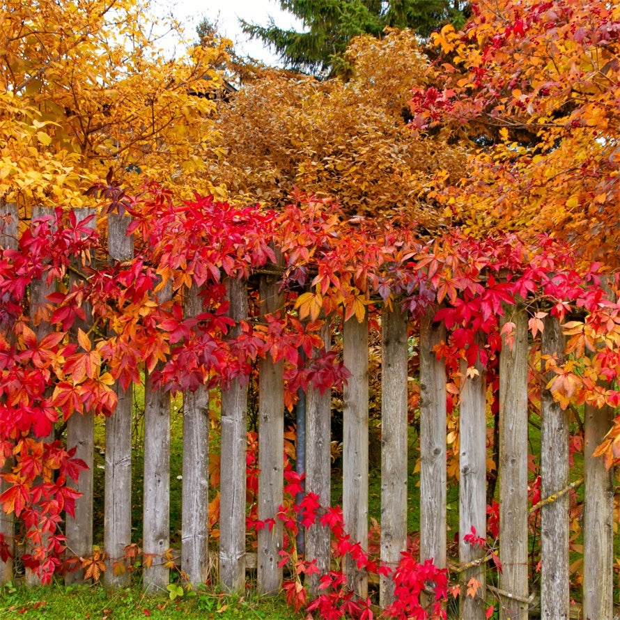 Autumn Fence with Colorful Leaves Backdrop UK BRP7-200