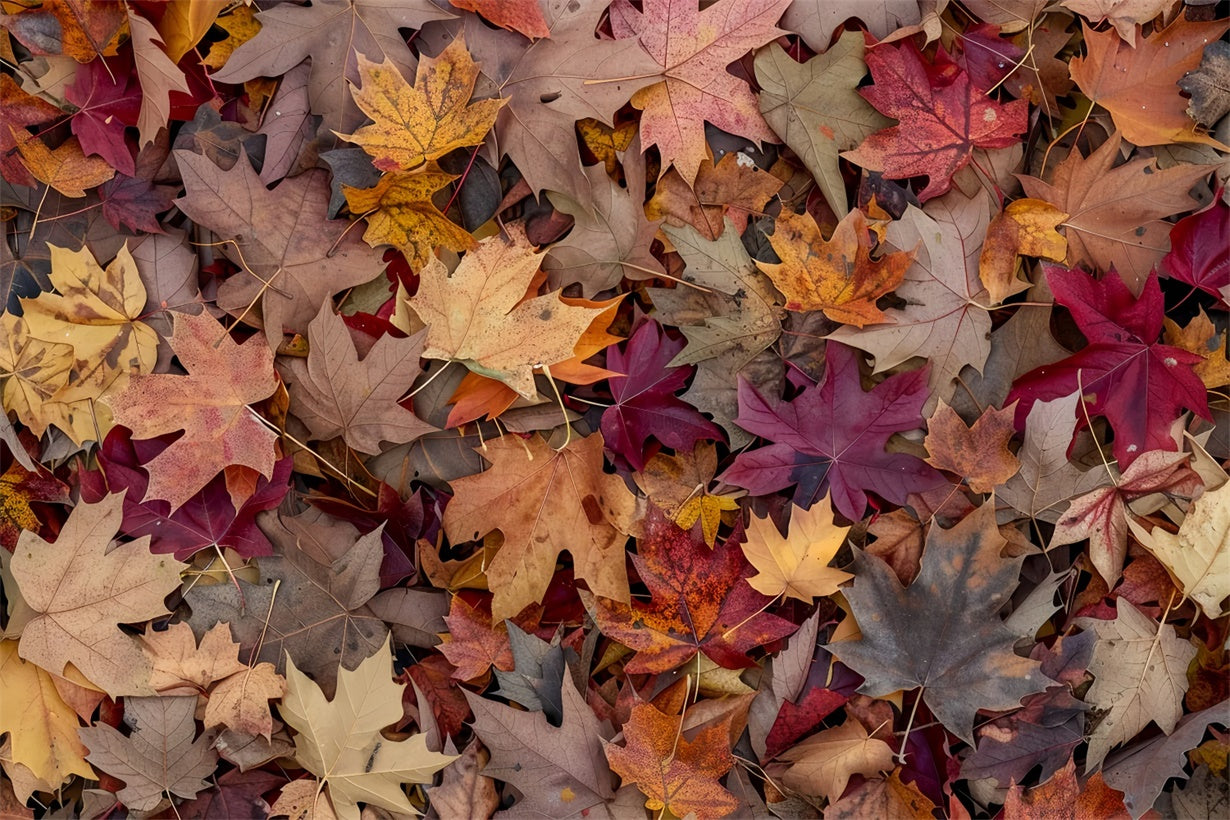 Golden Maple Leaves Scattered Over Floor Backdrop UK BRP8-287