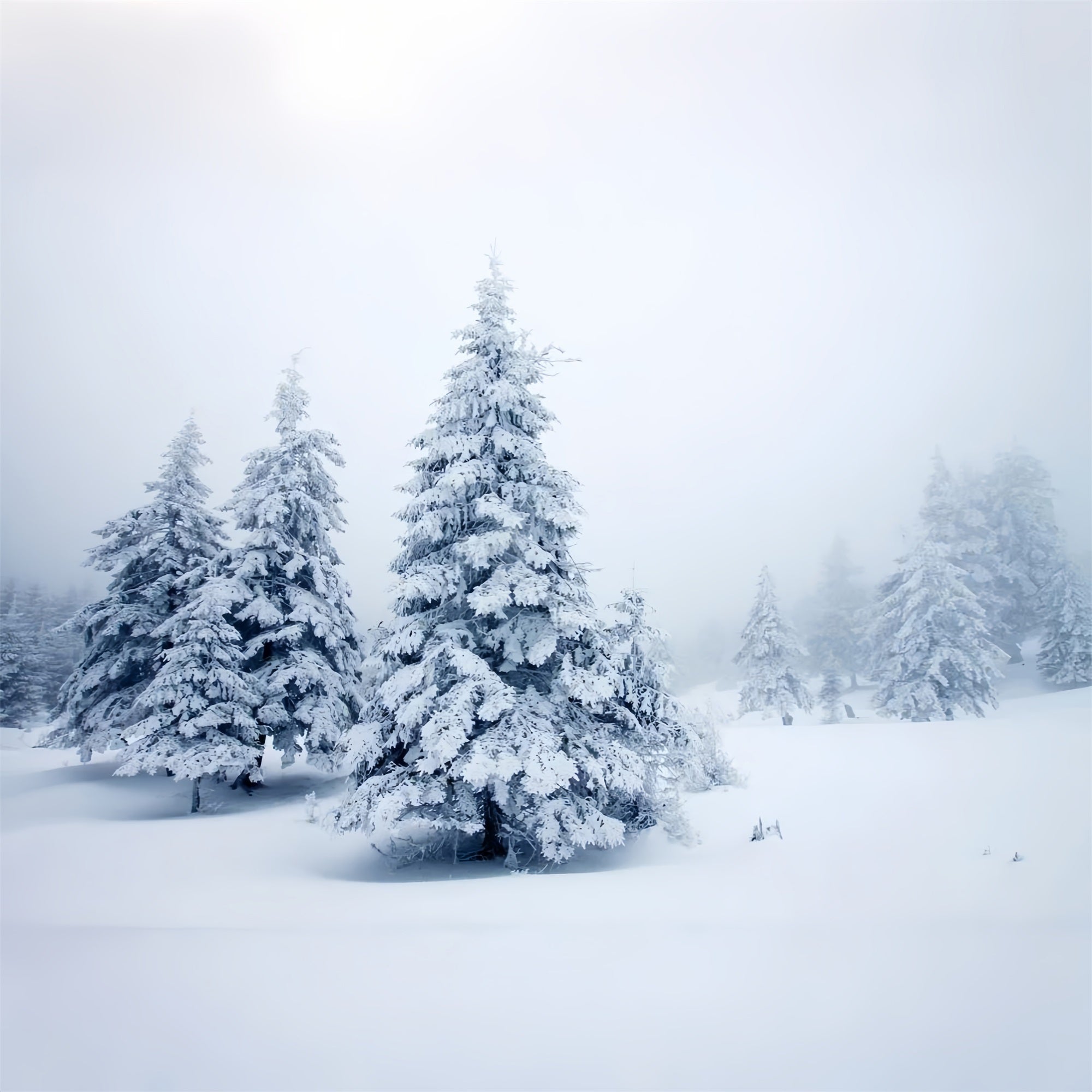 Winter Pines Quiet Snowy Landscape Backdrop UK BRP9-219