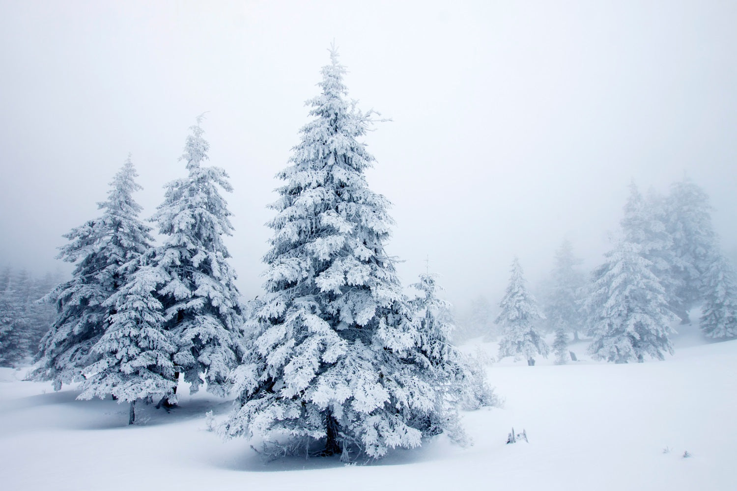 Winter Pines Quiet Snowy Landscape Backdrop UK BRP9-219