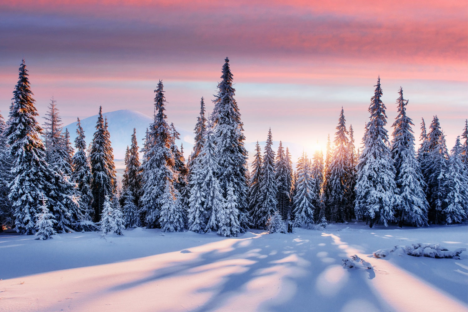 Winter Sunrise Over Snowy Forest Backdrop UK BRP9-226