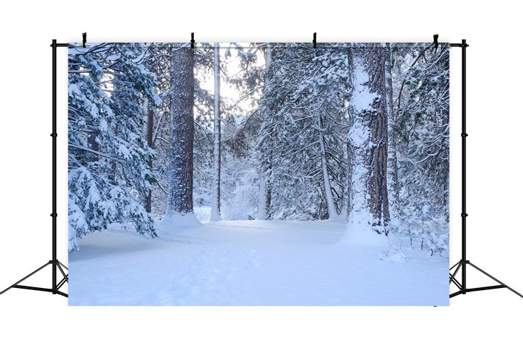 Snowy Woodland Trail Through Tall Pines Backdrop UK BRP9-227