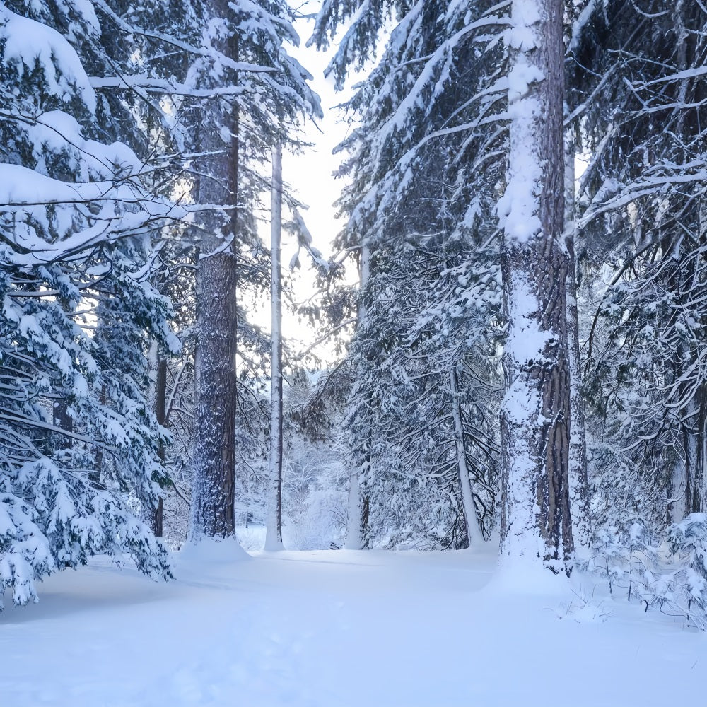 Snowy Woodland Trail Through Tall Pines Backdrop UK BRP9-227