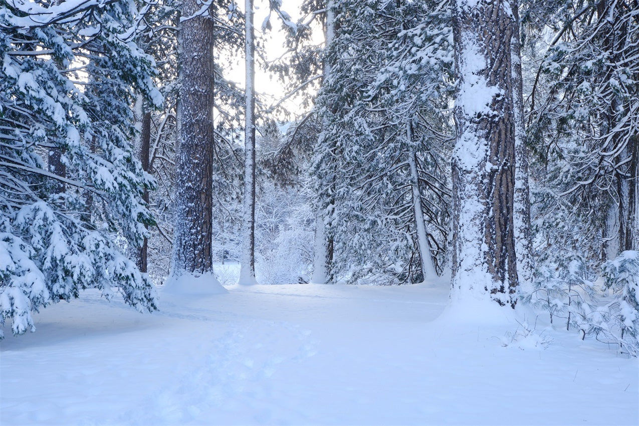 Snowy Woodland Trail Through Tall Pines Backdrop UK BRP9-227