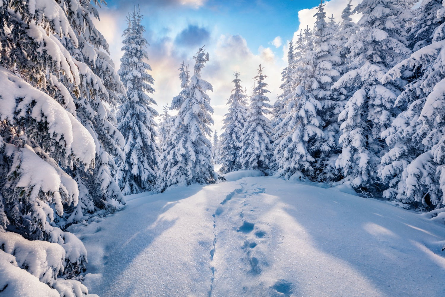 Winter Forest Clear Blue Sky Photography Backdrop UK BRP9-228