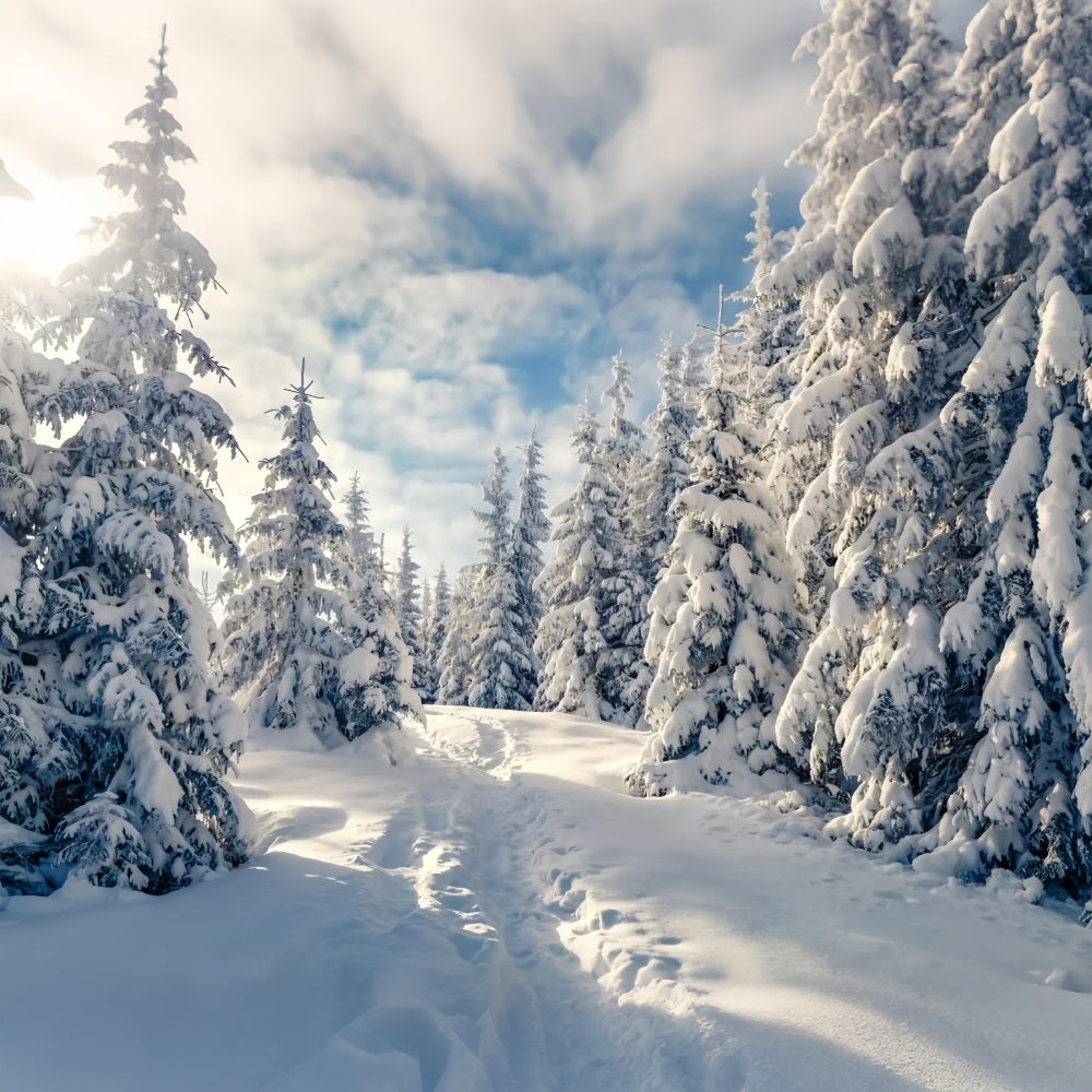 Winter Frosty Trees Clear Blue Sky Backdrop UK BRP9-229