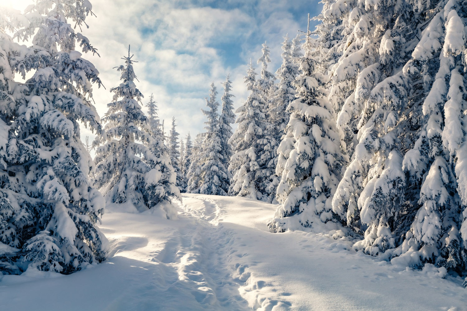 Winter Frosty Trees Clear Blue Sky Backdrop UK BRP9-229