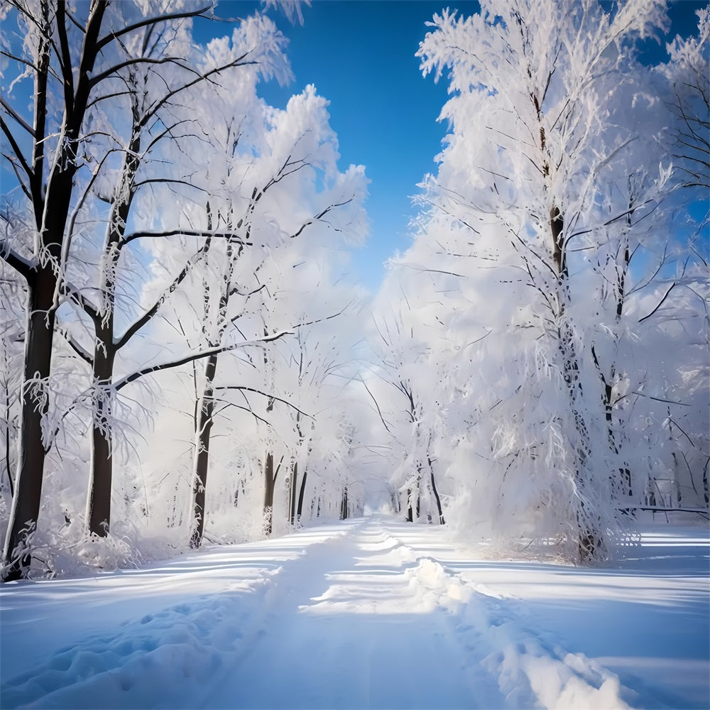 Frosty Winter Day Forest Path Photography Backdrop UK BRP9-322