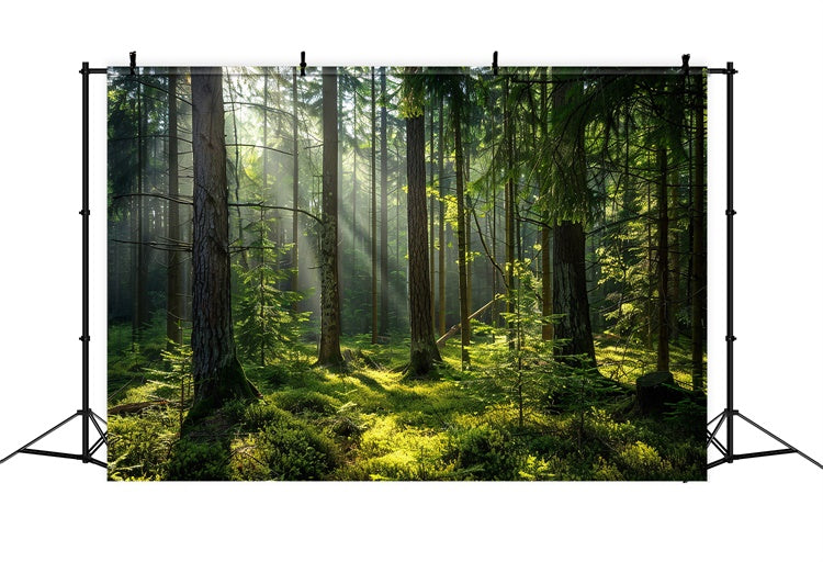 Woodland Photo Backdrop Serene Sunlit Pine Forest Backdrop UK CJJ2-37