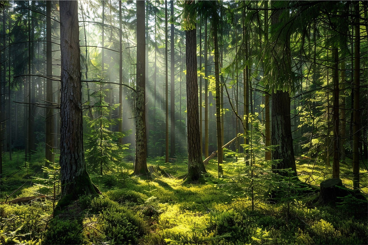 Woodland Photo Backdrop Serene Sunlit Pine Forest Backdrop UK CJJ2-37