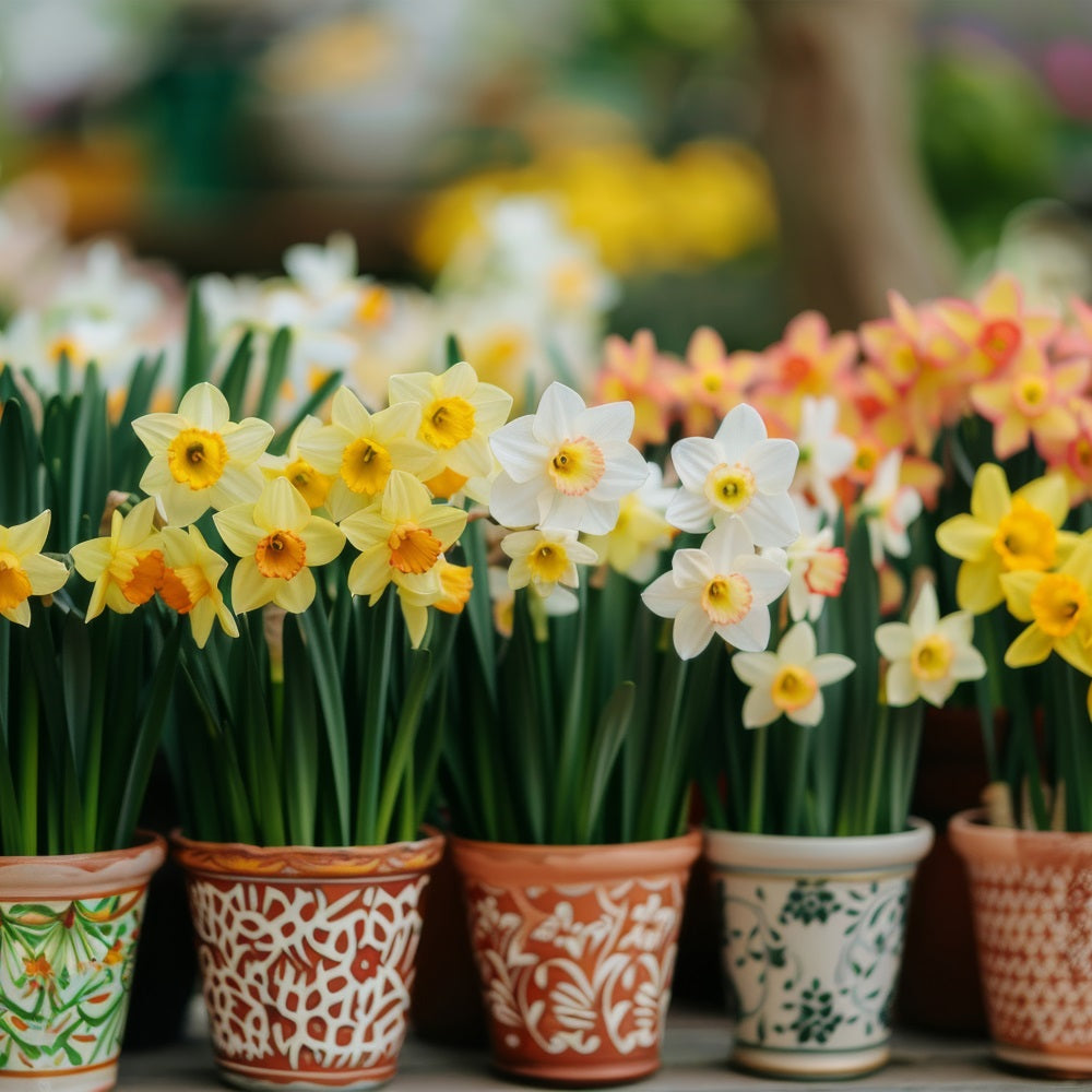 Daffodil Backdrop Potted Spring Flower Backdrops UK CJJ2-4